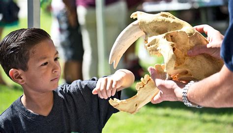 New saber-toothed species is one of the largest cats in history - Futurity