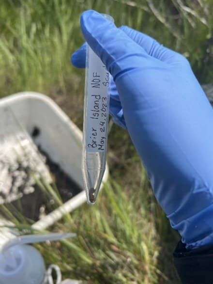 The Flora And Fauna Of Brier Island Field Notes From Our Researchers