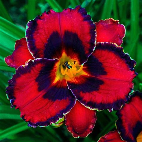 Daylily Reblooming For Planting Peculiar Aroma Hemerocallis Fulva