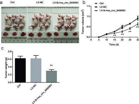 Silencing Hsa Circ Inhibited The Growth Of Hcc In Vivo A