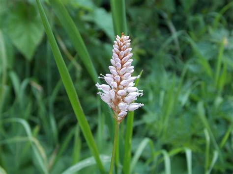 Common Bistort Persicaria Bistorta British Nature Guide