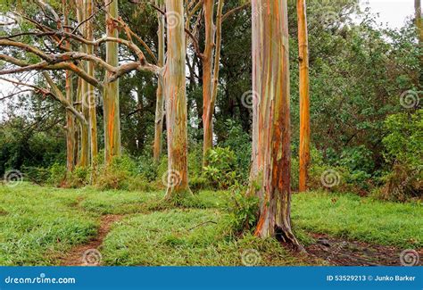 Rainbow Eucalyptus Trees Maui Hawaii Usa Stock Image Image Of