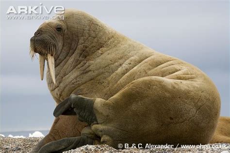 The walrus is the only living species in the Odobenidae family of pinnipeds - View a slideshow ...