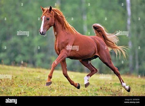 Beautiful Chestnut Arabian Stallion Running On Meadow Showing Off