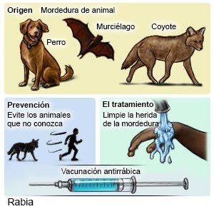 Como Se Previene La Rabia En Los Perros