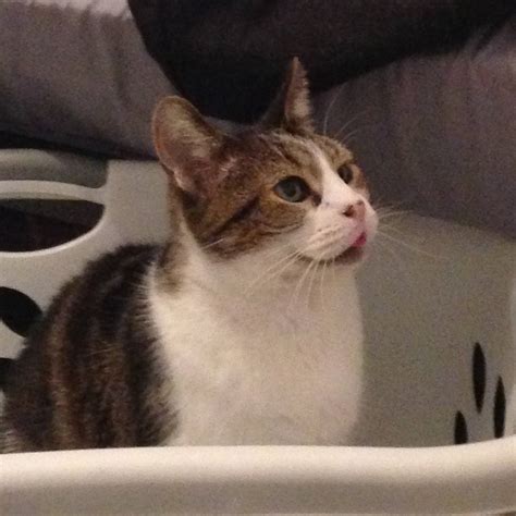 cats sticking out tongue 6