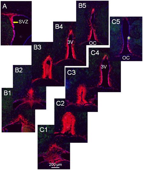 Panel A Displays The Nestin Delineated Subventricular Zone Svz Which