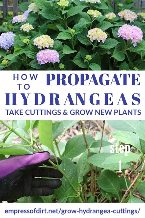 How To Grow Hydrangea From Cuttings Seeds Propagation Tips