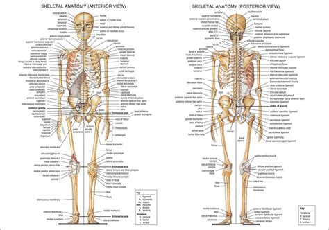 Free Printable Human Anatomy Diagrams - Printable JD