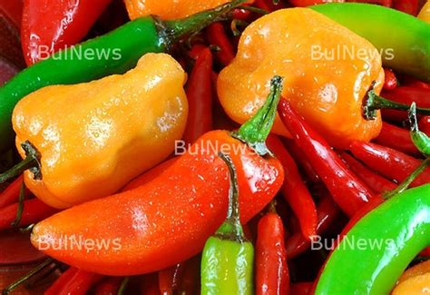 Производителите се оплакват от ниската изкупна цена на чушките