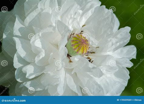 Papaver Has Medicinal Properties Stems Contain Latex Milk Latex In