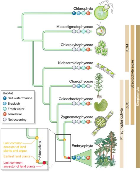 Terrestrial Habitat Plants