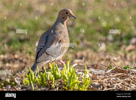 A Mourning Dove On The Ground In The Grass Stock Photo Alamy