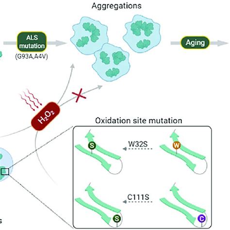 A Model For Sod Functional Llps Pathological Mutations And Oxidative