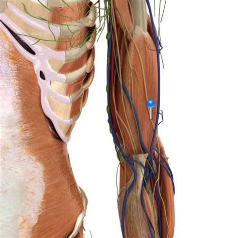 Lateral Brachial Cutaneous Nerve