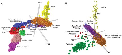 The Genetic Structure And History Of Africans And African Americans