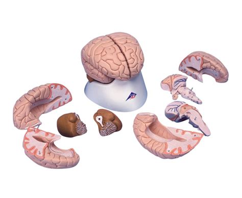 Human Brain Model Part B Smart Anatomy Nebraska Scientific