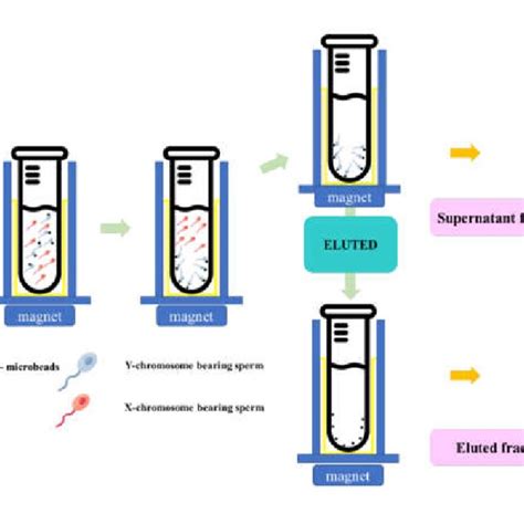 The Schematic Magnetic Activated Cell Sorting Protocol For Bovine Sperm