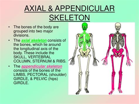 Axial And Appendicular Skeleton Joints