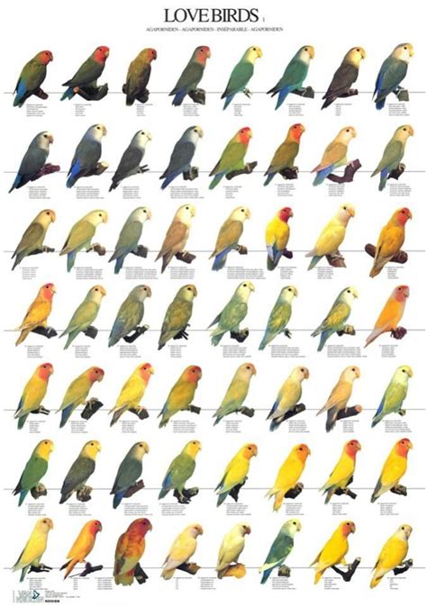 Lovebird Mutation Chart – DIKBUD