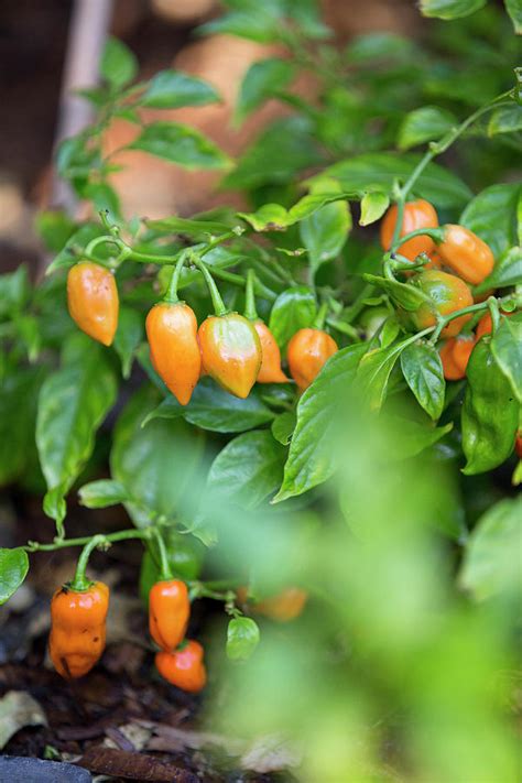 Habanero Chillis Photograph By Great Stock Fine Art America