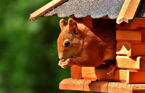 Squirrel Nager Garden Rodent Nature Cute Possierlich Brown Fur