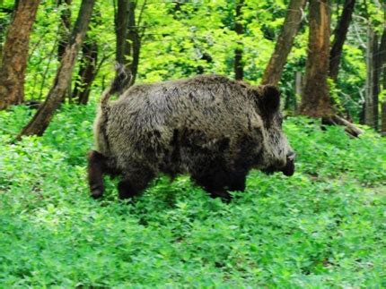 Troppi Cinghiali In Costa Lallarme Delle Cinque Terr