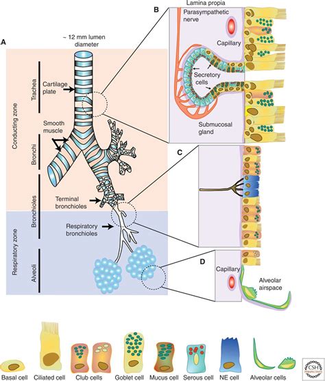 Cilia And Mucociliary Clearance