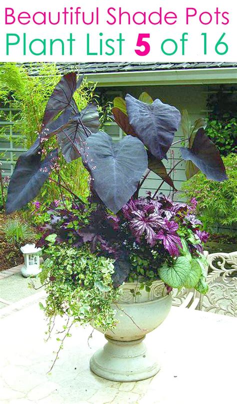 16 Colorful Shade Garden Pots & Plant Lists - A Piece Of Rainbow