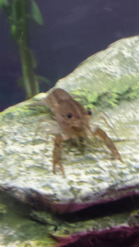 Help Identify Crayfish My Aquarium Club