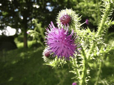 Milk Thistle For Dogs Explained By Vets