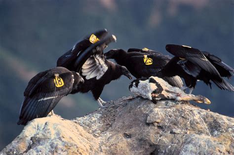 File:California-Condor.jpg - Wikimedia Commons