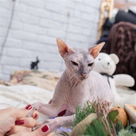 Sphynx Cat Care Made Simple | Everything You Need to Know