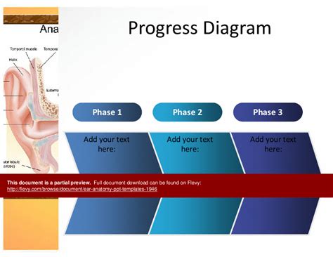 Ear Anatomy Ppt Templates Slide Powerpoint Presentation Ppt Flevy Hot