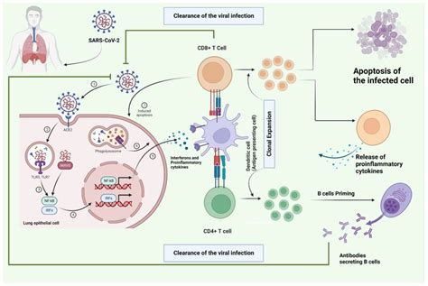 The Schematic Representation Of The Integrated Adaptive And Innate