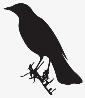 Blackbird Silhouette Clip Art - Black Bird , Free Transparent Clipart - ClipartKey