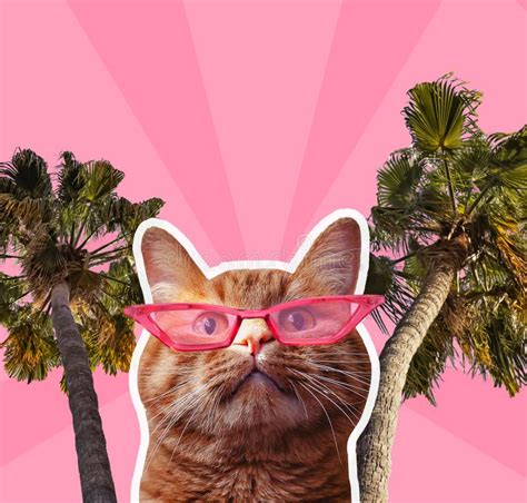 Creative Digital Art Collage With Funny Cat In Sunglasses And Palm