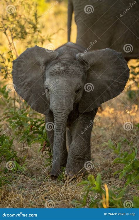 Baby African Bush Elephant Stands Flapping Ears Stock Photo - Image of ...