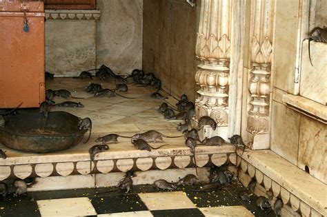 The Holy Rats Of Karni Mata The Ark In Space