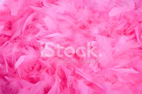 Actualizar 88 Imagem Plumas Rosa Br Thptnganamst Edu Vn