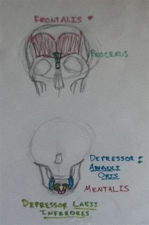 Anatomy of Head Muscles