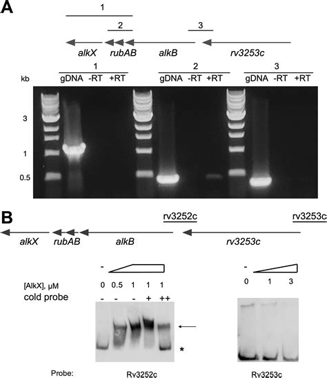 M Tuberculosis Alkx Encoded By Rv C Regulates A Conserved Alkane