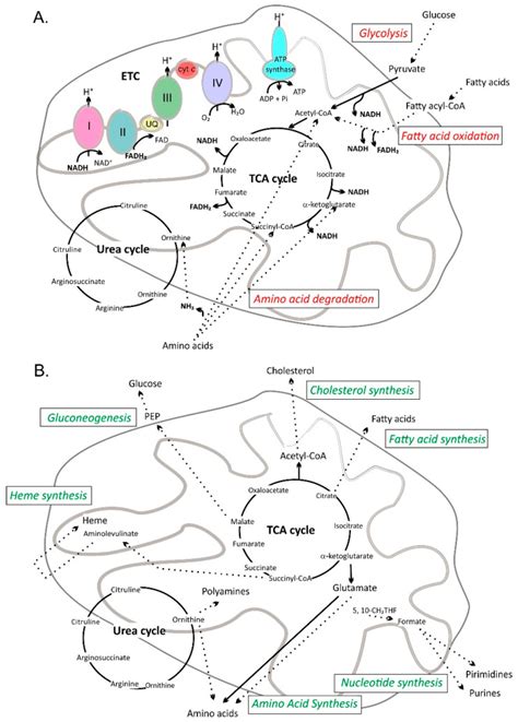 Flavonoids And Mitochondria Activation Of Cytoprotective Pathways