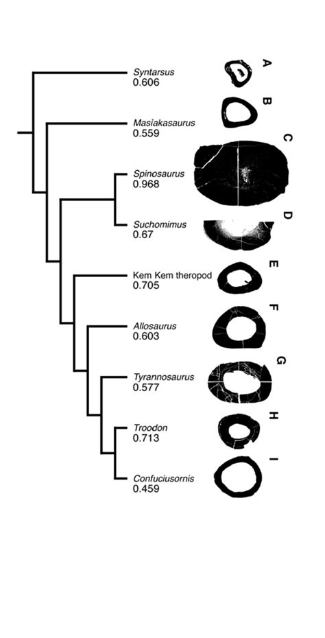 Tyrannosaurus? - Fossil ID - The Fossil Forum