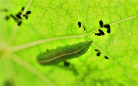 Need help with pollination and pest control? Attract hoverflies to your garden - Veggies Grow