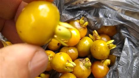 frutíferas produzindo em vaso amora paquistanesa fruta do milagre