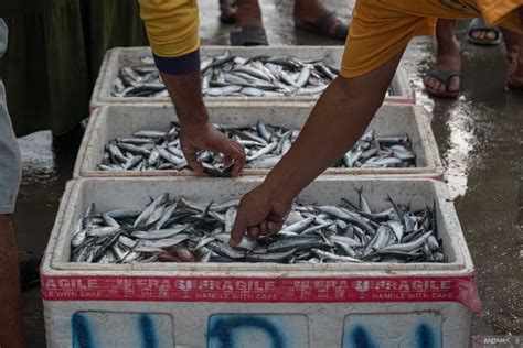 Harga Ikan Turun Akibat Tangkapan Melimpah Antara News