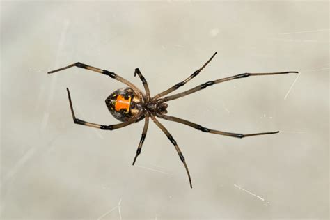 Venomous Versus Non-Venomous Spiders: How To Identify Harmless and Dangerous Species | Dewey ...