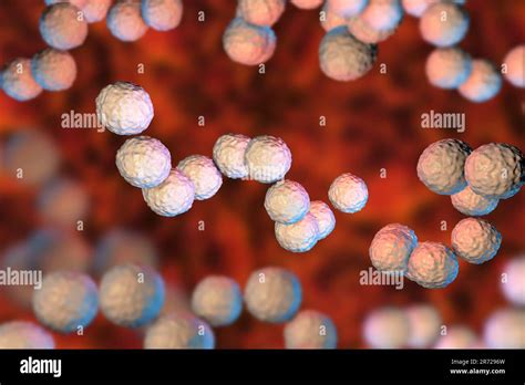 Streptococcus Pyogenes Bacteria D Computer Illustration Of