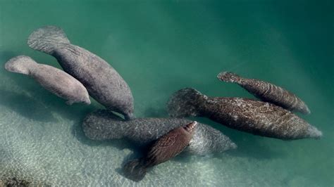 Manatee Mortalities Break Record 841 Dead In 2021